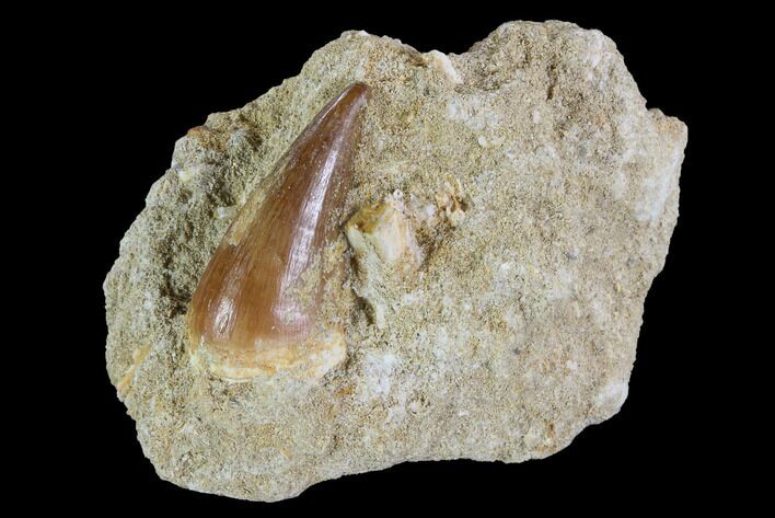Mosasaur (Prognathodon) Tooth In Rock #96154